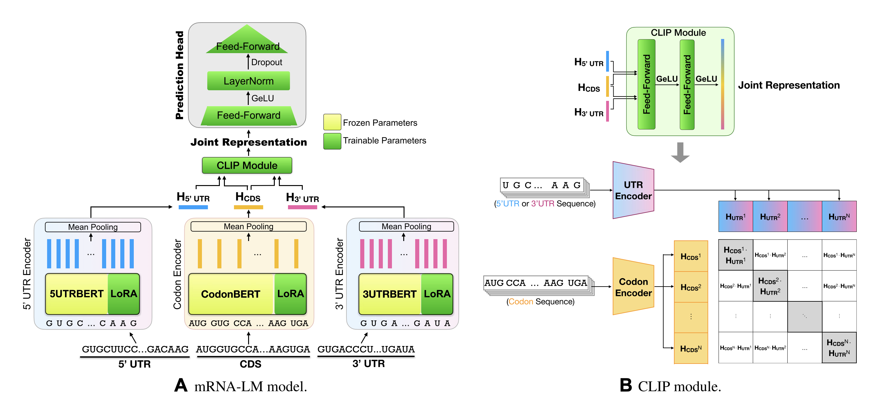 mRNA-Language Model