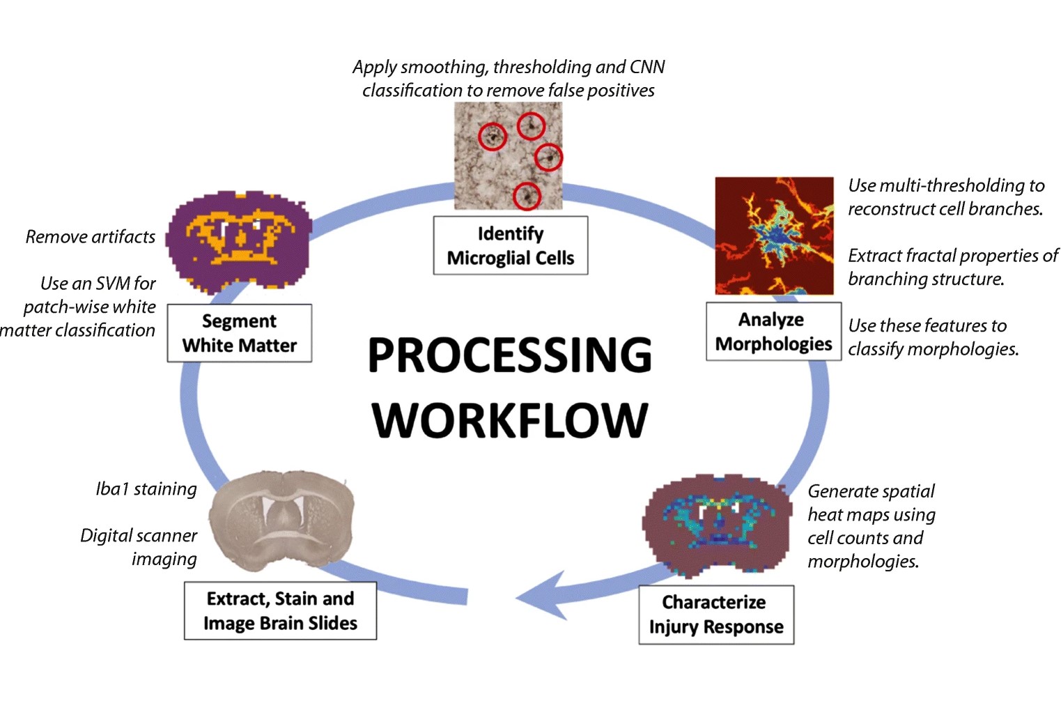 Automatic Brain Pathology Analysis for Traumatic Brain Injury